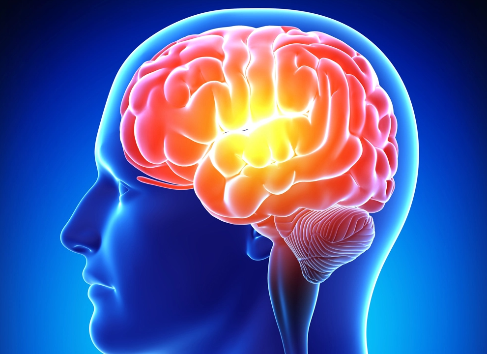 Research finds how long-term memory’s “construction site” gets built inside brain