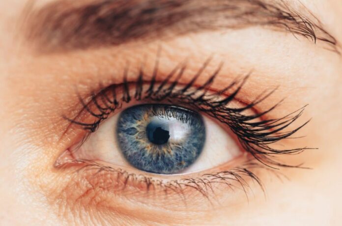 Metabolites regulating eye colour could impact retinal health: Study